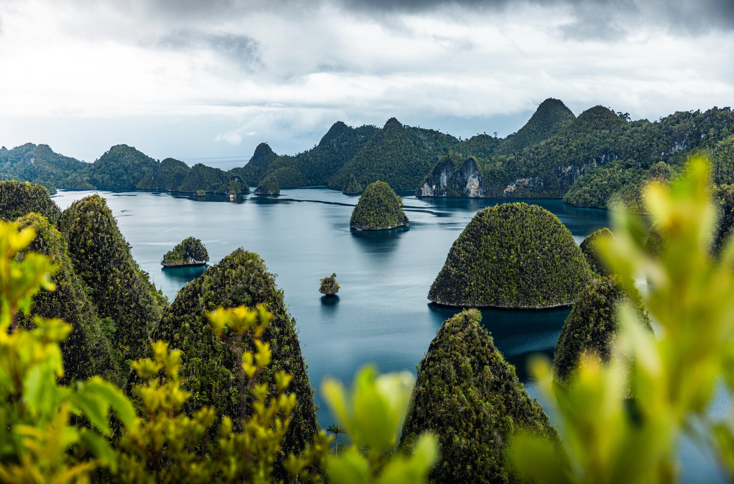 hutan mangrove raja ampat